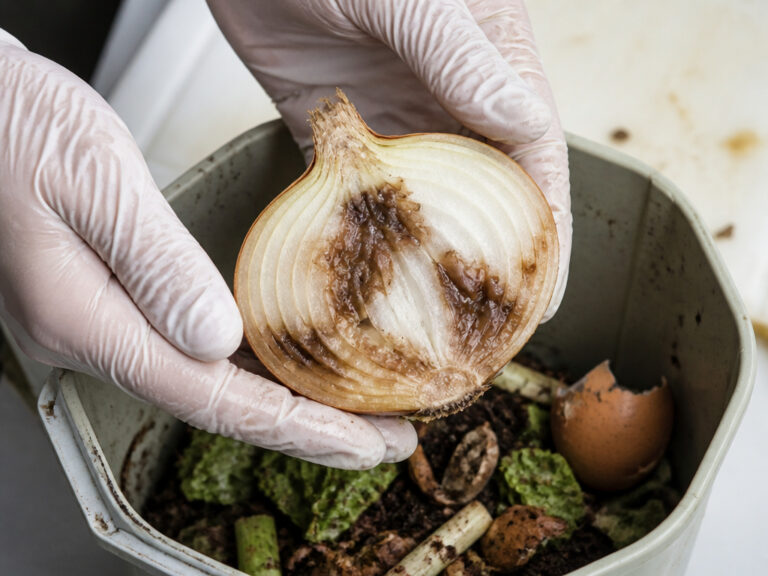 How to Store a Cut Onion to Keep It Fresh and Avoid Illness