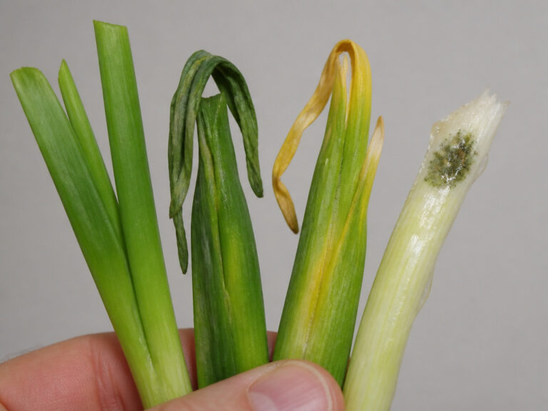 Mastering How to Store Green Onions: Key Methods Explained