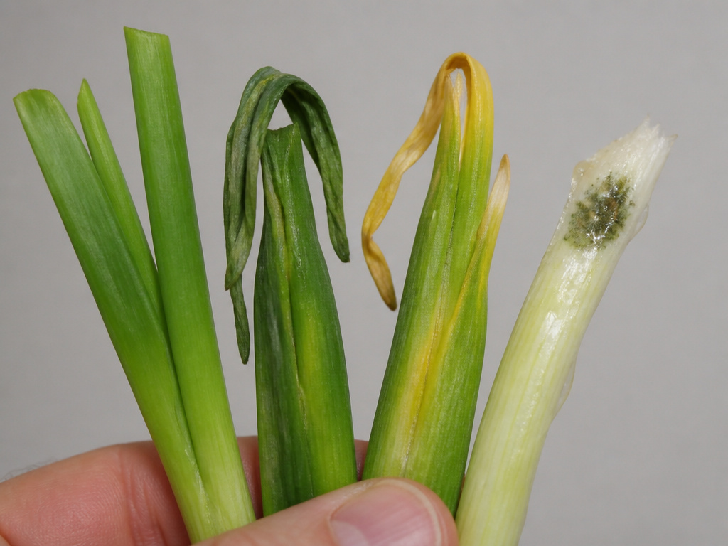 Close-up of green onions showing stages from fresh to spoiled: wilted, yellowed, slimy, moldy.